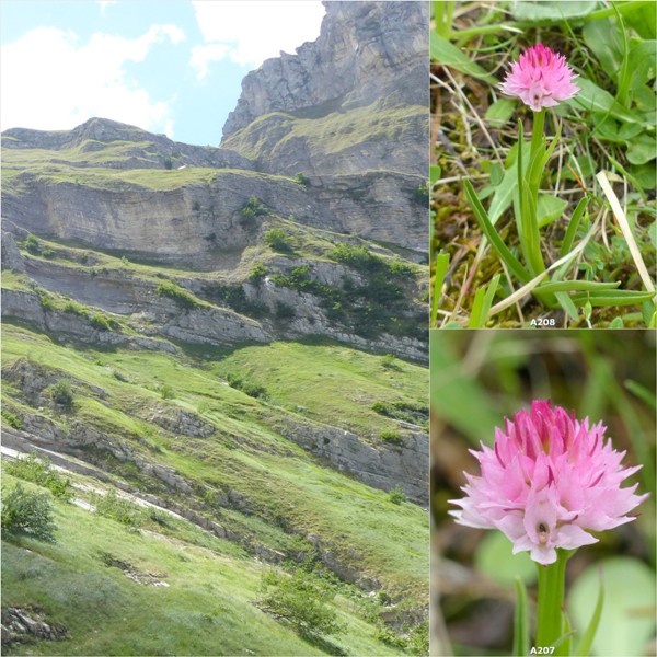 Pseudorchis albida var.tricuspis e Nigritella widderi - Gran Sasso luglio 2017